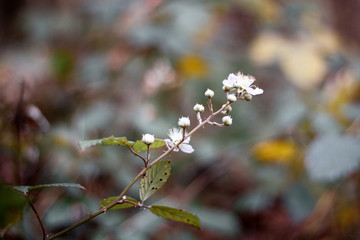 Obraz premium Blüte einer Brombeerpflanze 