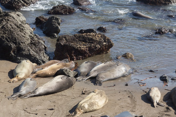 Seel&ouml;wenrudel II