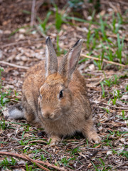 Naklejka na ściany i meble Bunny Rabbits on Lokrum Island near Dubrovnik in Croatia