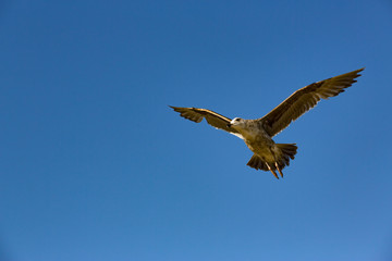 Flugsuche