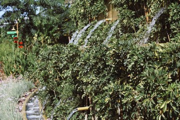 Natural, flowers and green trees, views 