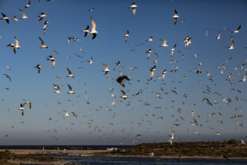 vogelschwarm IXX