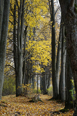 autumn, forest,  tree, nature, trees, landscape, park, 