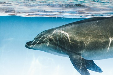 Fototapeta premium Dolphin doing show in pool