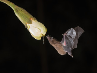 Pallas's long-tongued bat, Glossophaga soricina The bat is hovering and drinking the nectar from the beautiful flower in the rain forest, night picture, Costa Rica