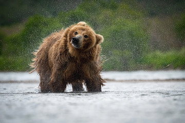 Fototapeta premium The&nbsp;Kamchatka&nbsp;brown&nbsp;bear, Ursus arctos beringianus catches salmons at Kuril Lake in Kamchatka, running in the water, action picture