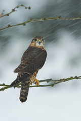Falco columbarius, Merlin The bird is perched on the branch in nice wildlife natural environment of winter..