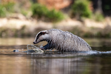 European badger, Meles meles is standing in the shoreline of a pond in the golden light of sunset. The badger is mirroring in the golden surface of the pond.