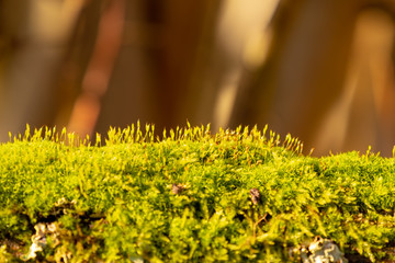 Von Moos bewachsene Herbstlandschaft