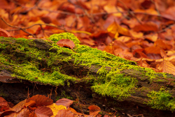 Von Moos bewachsene Herbstlandschaft