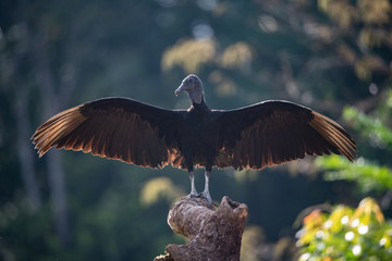 The Black Vulture, Coragyps atratus The bird is perched on the branch in nice wildlife natural environment of Costa Rica