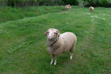 Cheerful friendly ram sheep on a green background