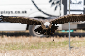 Close up of a white backed vulture (gyps africanus) flying in a falconry display