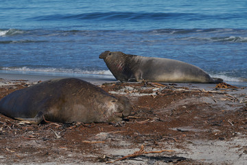 Dominant male Southern Elephant Seal (Mirounga leonina) after successfully fighting a rival for control of a large harem of females during the breeding season on Sea Lion Island in the Falkland Island