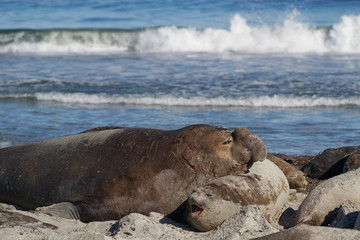 Dominant Male Southern Elephant Seal (Mirounga leonina) lying amongst his harem of females during the breeding season. Sea Lion Island in the Falkland Islands.