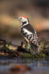 The Middle Spotted Woodpecker,  Dendrocoptes medius is sitting on the branch, somewhere in the forest, colorful background and nice soft light, winter picture with the snow
