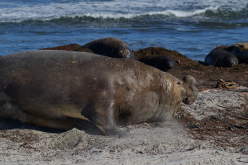 Dominant male Southern Elephant Seal (Mirounga leonina) races through his harem to see off an interloper during the breeding season. Sea Lion Island in the Falkland Islands.