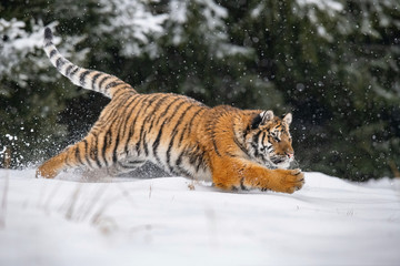 The Siberian Tiger, Panthera tigris tigris is running in the snow, in the background with snowy trees