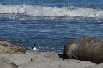 Gentoo Penguins (Pygoscelis papua) comes ashore in the middle of a group of Elephant Seals (Mirounga leonina) on Sea Lion Island in the Falkland Islands.