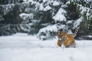 The Siberian Tiger, Panthera tigris tigris is running in the snow, in the background with snowy trees
