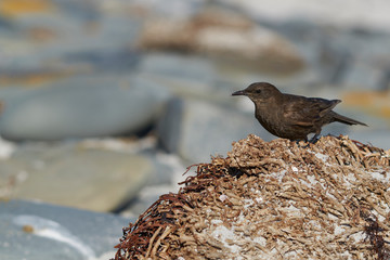 Tussacbird (Cinclodes antarcticus antarcticus) standing on a a dead plant on Sea Lion Island in the...