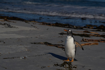 Gentoo Penguins (Pygoscelis papua) coming ashore after feeding at sea on Sea Lion Island in the...