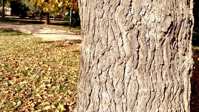 A tree trunk in a park in autumn. Dry leaves on the ground