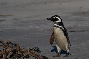 Magellanic Penguin (Spheniscus magellanicus) on the coast of Sea Lion Island in the Falkland Islands.