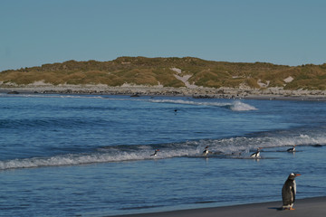 Gentoo Penguins (Pygoscelis papua) coming ashore after feeding at sea on Sea Lion Island in the...