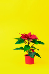 red poinsettia yellow background green leaves vase pot bush plant