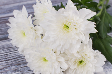 Bouquet of white chrysanthemum flowers. Beautiful autumn chrysanthemum close up. Delicate flowers background.