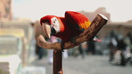 Ara Parrot Close up in Exotic Bird Animal Market. Red Tropical Macaw Genus on Pole Staring Down....