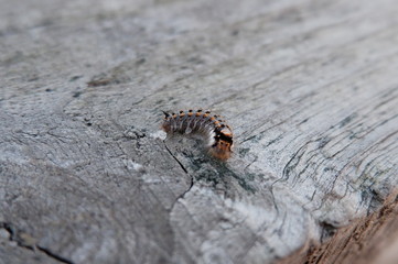 caterpillar on a log