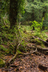 The valdivian rainforest, full with large ferns and native vegetation, very humid and green. View from the trail in 