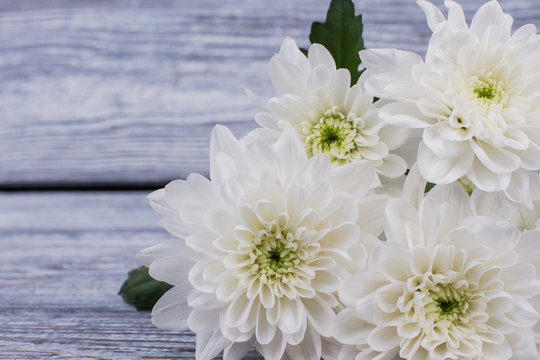 Close up bunch of white chrysanthemum flowers. Blooming chrysanthemums on wooden background. Beautiful autumn flowers. Romantic floral background.