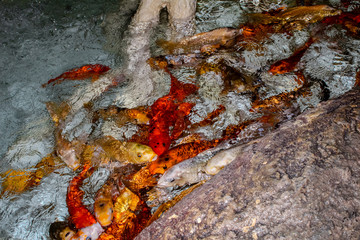 Japanese koi fish, colorful fish swimming 