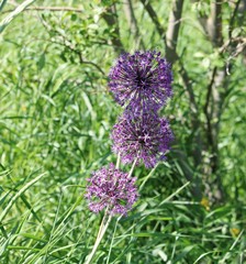 Alium lilac blooming in the middle of summer in the forest thicket