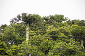 The valdivian rainforest, with ancient araucaria araucana, is a very humid and green environment. View from the trail in "Los Lagos" circuit (the lakes hike) in Huerquehue National Park, Chile.