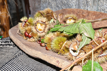 Roasted chestnut in autumn in Barbagia, Belvì, Sardinia, Italy