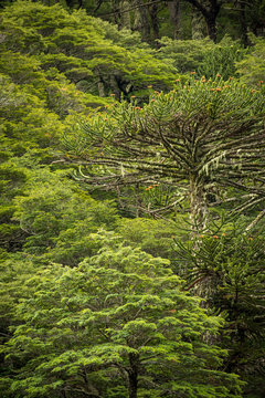 Close-up Of An Araucaria Araucana, An Ancient Tree Of Patagonia, Surrounded Of The Evergreen Valdivian Rainforest. Beautiful Background. Huerquehue National Park, Chile.