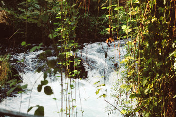 Trees and River in Duden Antalya 