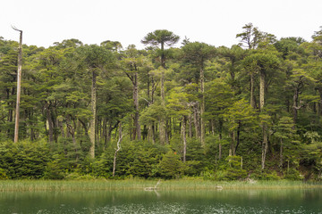 The valdivian rainforest, with ancient araucaria araucana, is a very humid and green environment. View from the trail in "Los Lagos" circuit (the lakes hike) in Huerquehue National Park, Chile.