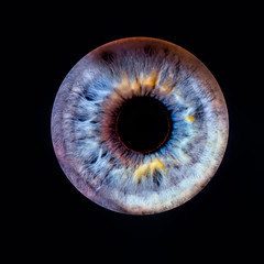 Closeup of an human eye