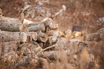 Logs stacked haphazardly along bike path