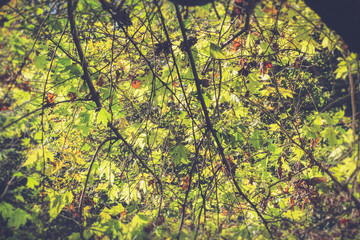 Leaves in tree branches  