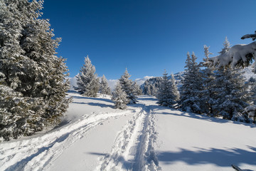 Le cret du poulet en hiver 