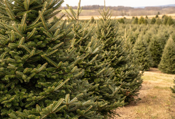 Christmas tree farm © Lee