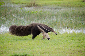 Giant anteater (Myrmecophaga tridactyla) in Pantanal, Brazil.  