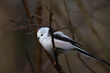 Long-tailed tit close up portrait