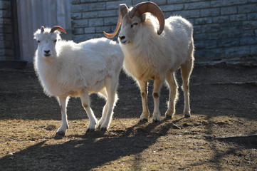 Dall sheep in the outdoors